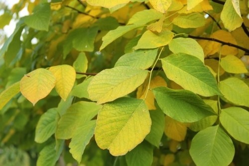 Geelhout - Cladrastis kentukea