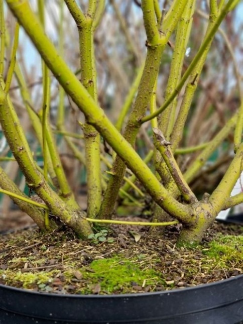 Cornus sericea 'Flaviramea' herfst