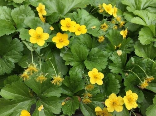Gele aardbei - Waldsteinia ternata