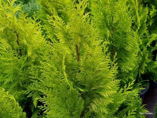 Gele Californische cypres - Chamaecyparis lawsoniana 'Ivonne'