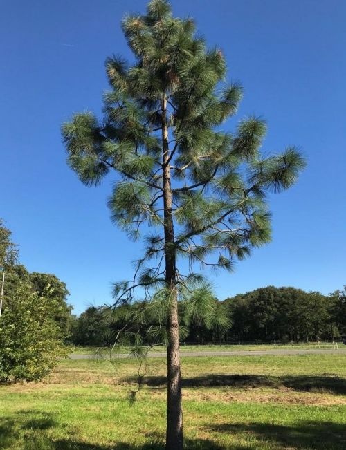 Gele den - Pinus ponderosa