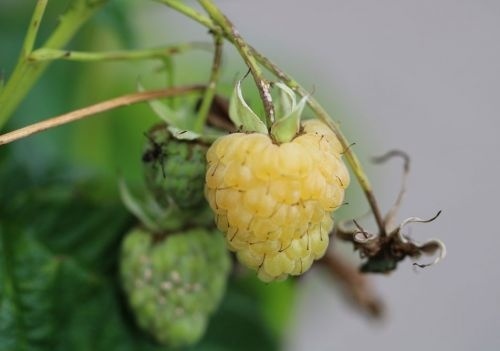 Gele Herfstframboos - Rubus idaeus 'Fallgold'