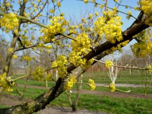 Gele Kornoelje - Cornus mas