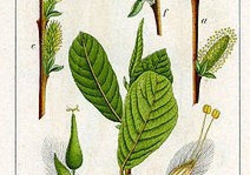 Geoorde wilg - Salix aurita