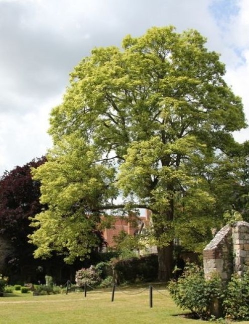 Acer Drummondii
