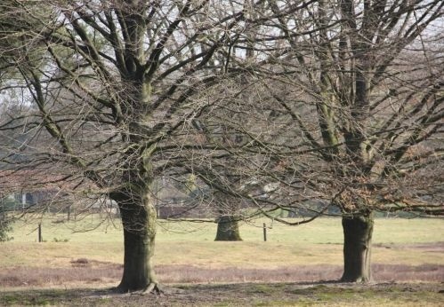 Gewone Beuk - Fagus sylvatica