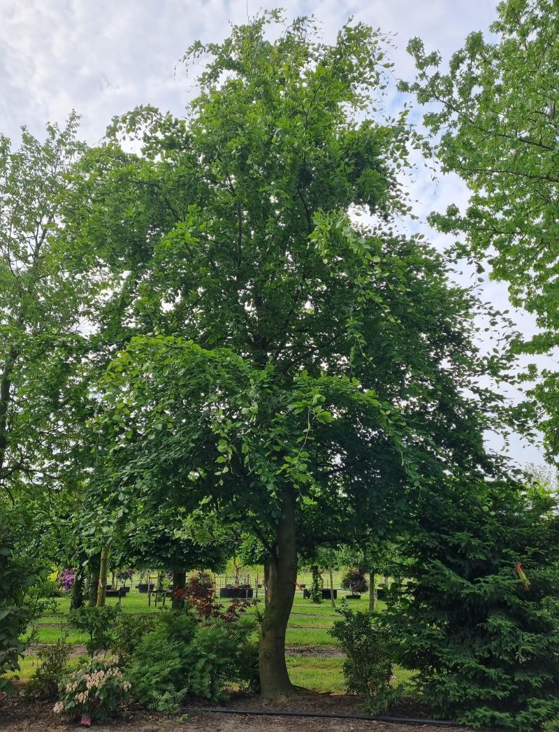 Gewone Beuk, Groene Beuk, Fagus sylvatica kopen