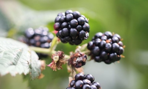 Rijpende vruchten van Rubus fruticocus