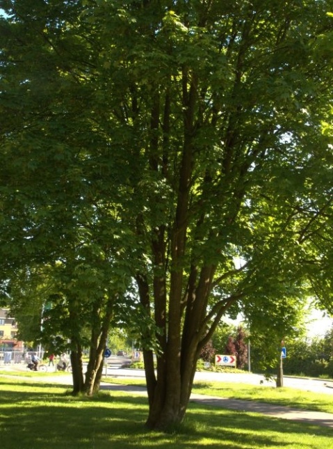 De Gewone Esdoorn, acer pseudoplatanus blad