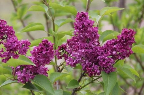 Gewone sering - vakbeplanting