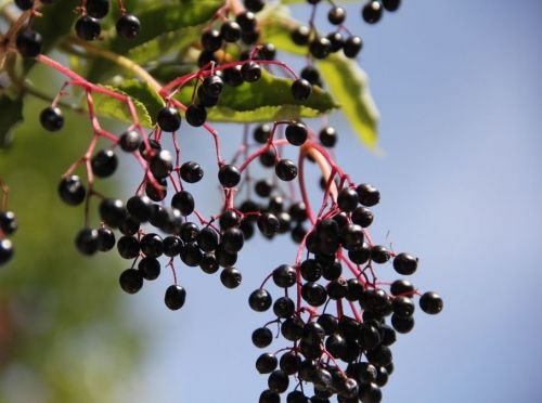 Gewone vlier 'Guincho Purple'