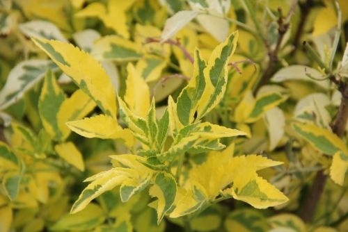 Gewone vlier 'Madonna' met fris blad