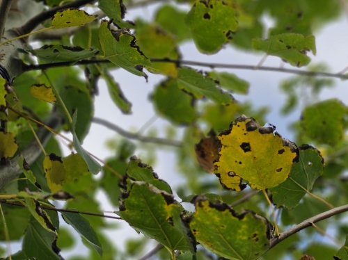 Populus tremula herfstblad