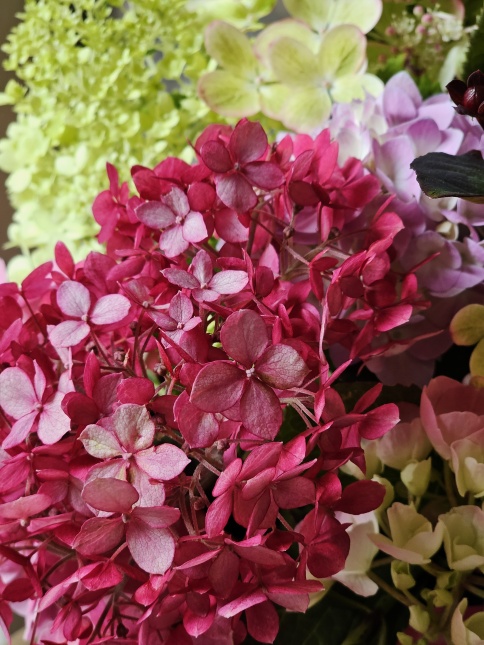 Hortensia rode Annabelle begint met de bloei in juli