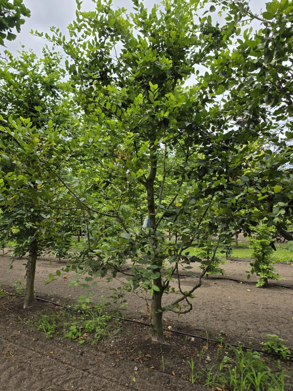 Speelboom,  klimboom, vogelboom,