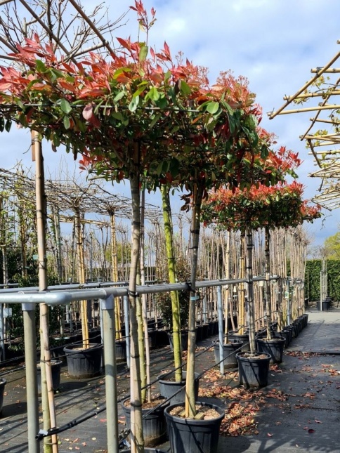 dakvorm van Photinia fraseri 'Red Robin' 120x120cm