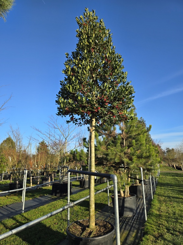 Amerikaanse Hulst , hoogstam
