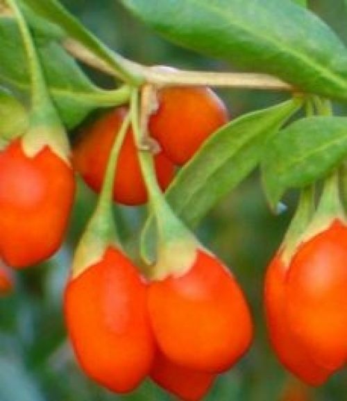 Goji bessen struiken zijn te bestellen in onze webshop