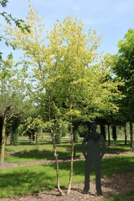 Goudbladige berk - Betula pendula 'Schneverdinger Goldbirke'