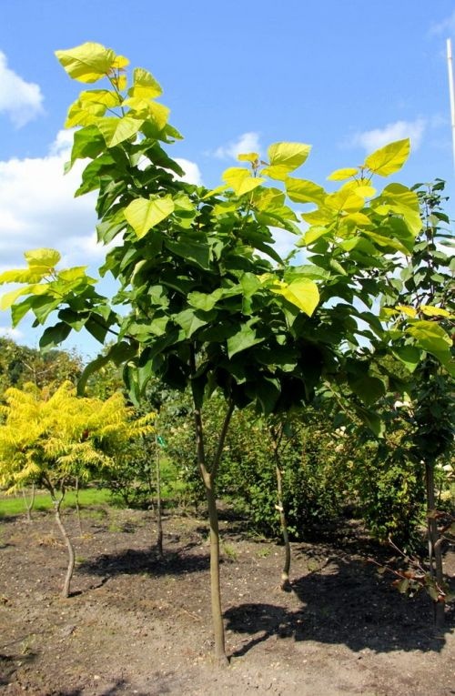 Gouden trompetboom met licht groene blad