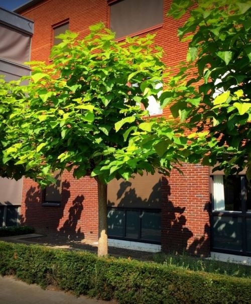 Catalpa bignonioïdes 'Aurea'   gouden trompetboom
