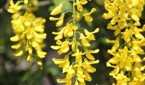 Goudenregen - Laburnum wateri 'Vossii'