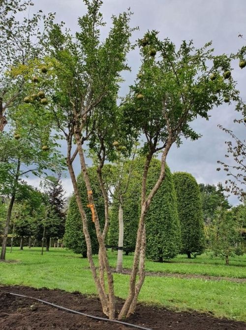 Granaatappel, meerstammig met vrucht