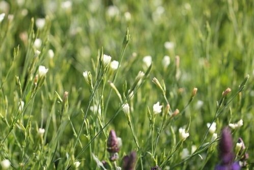 Grasanjer wit - Dianthus plumarius 'Albus Plenus'