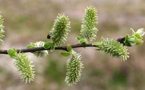 Grauwe wilg - Salix cinerea