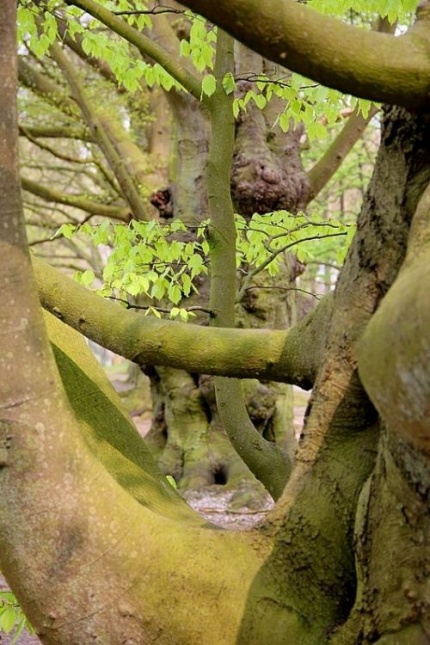 Groene beuk als klimboom - Fagus sylvatica