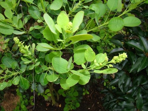 Groene pruikenboom - Cotinus coggygria 'Young Lady'