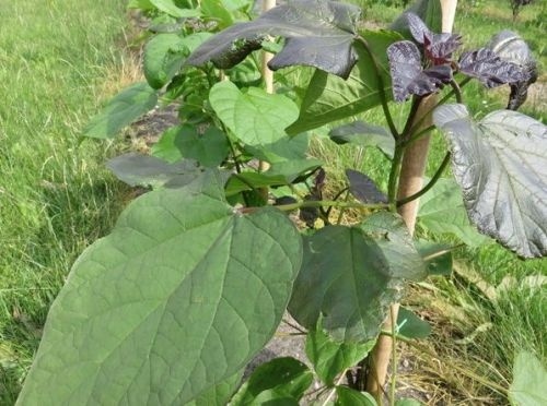 Groot bloemige trompetboom jonge variant