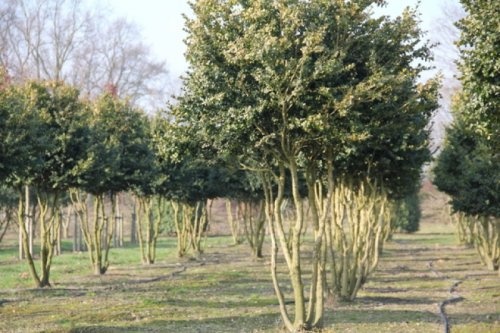 Grootbladig buxus palmboompje, meerstammig