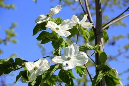 Cornus Eddies White Wonder