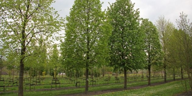 Grote volwassen bomen kopen als particulier?