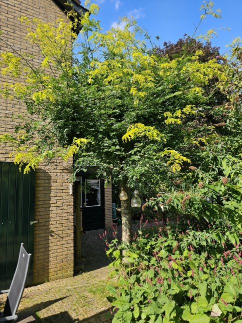 Valse Christusdoorn 'Sunburst', dakvorm in tuin