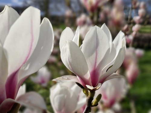 Magnolia soulangeana bloeit al in maart