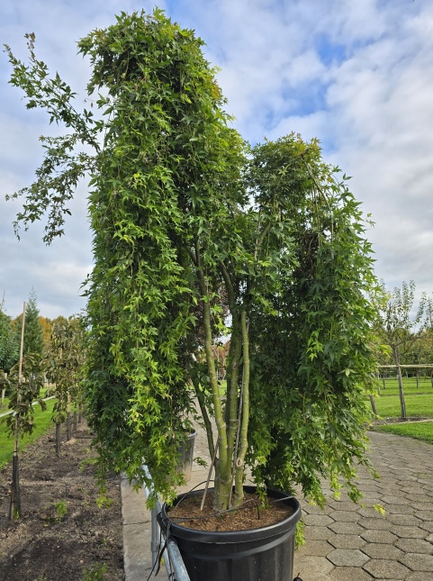 De groenbladige Japanse Treur Esdoorn Ryusen De herfst is begonnen