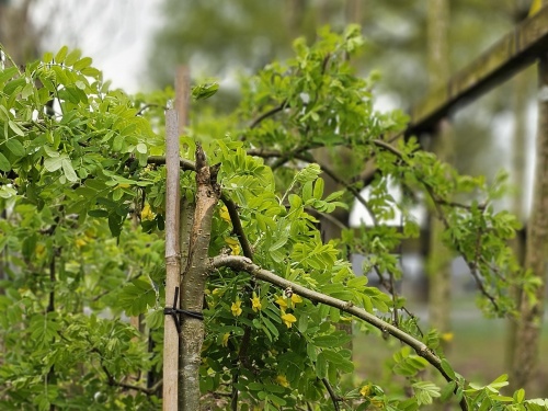 Caragana Erwtenstruikje in treurvorm