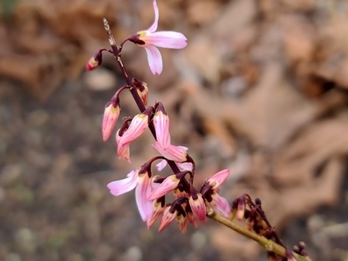 Abeliophyllum 'Roseum' bloesem
