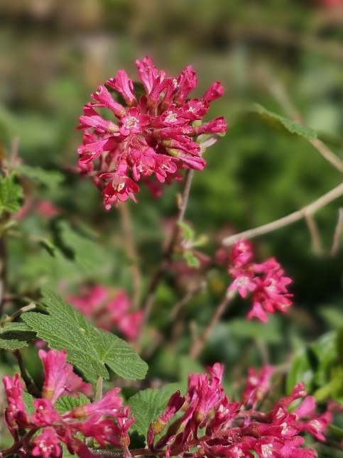 Ribes King Edward is een mooie voorjaarsbloeier