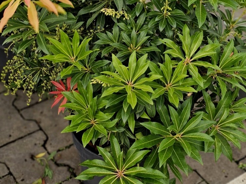 Pieris 'Forest Flame' houdt van licht zure grond