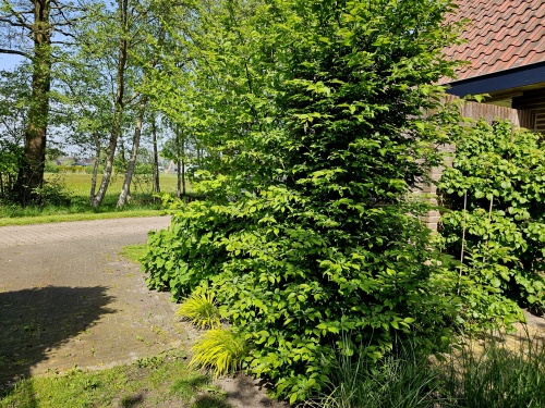 Carpinus betulus beveerd of wel struikvormig in herfstgeel blad