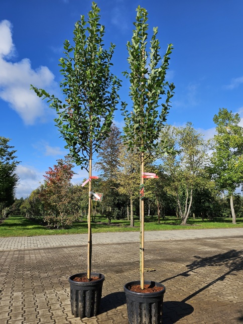 Amelanchier canadensis 'October Flame' herfstkleuren oktober 2024
