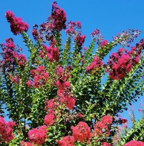 Lagerstroemia indica 'Coccinea', meerstammige stammen