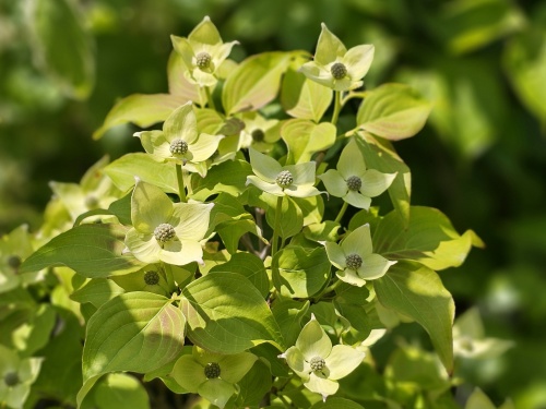 Cornus kousa 'Schmetterling' bloeit iets later dan de meeste andere cornusstruiken. 1 juni.