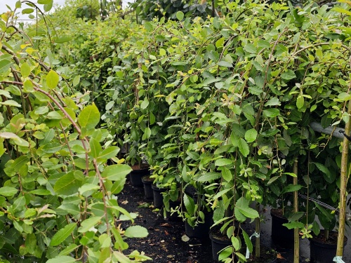 Salix caprea 'Kilmarnock'