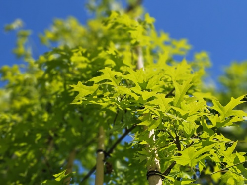 Quercus palustris leivorm met fris voorjaarsblad