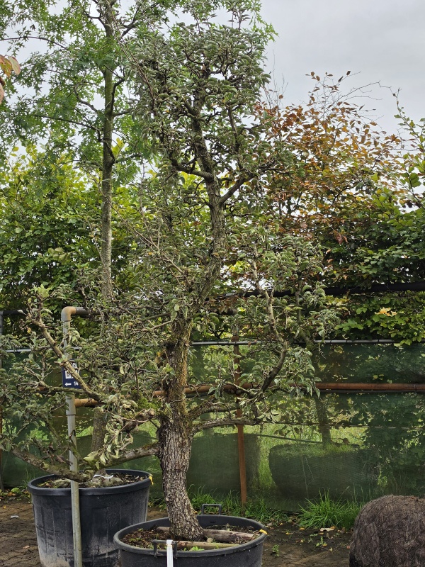Kochbirne