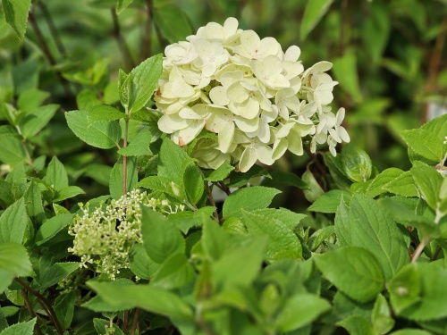 De Pluimhortensia 'Grandiflora' is een rijkbloeiende sierstruik